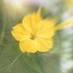 Reconnection with your core essence